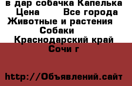 в дар собачка Капелька › Цена ­ 1 - Все города Животные и растения » Собаки   . Краснодарский край,Сочи г.